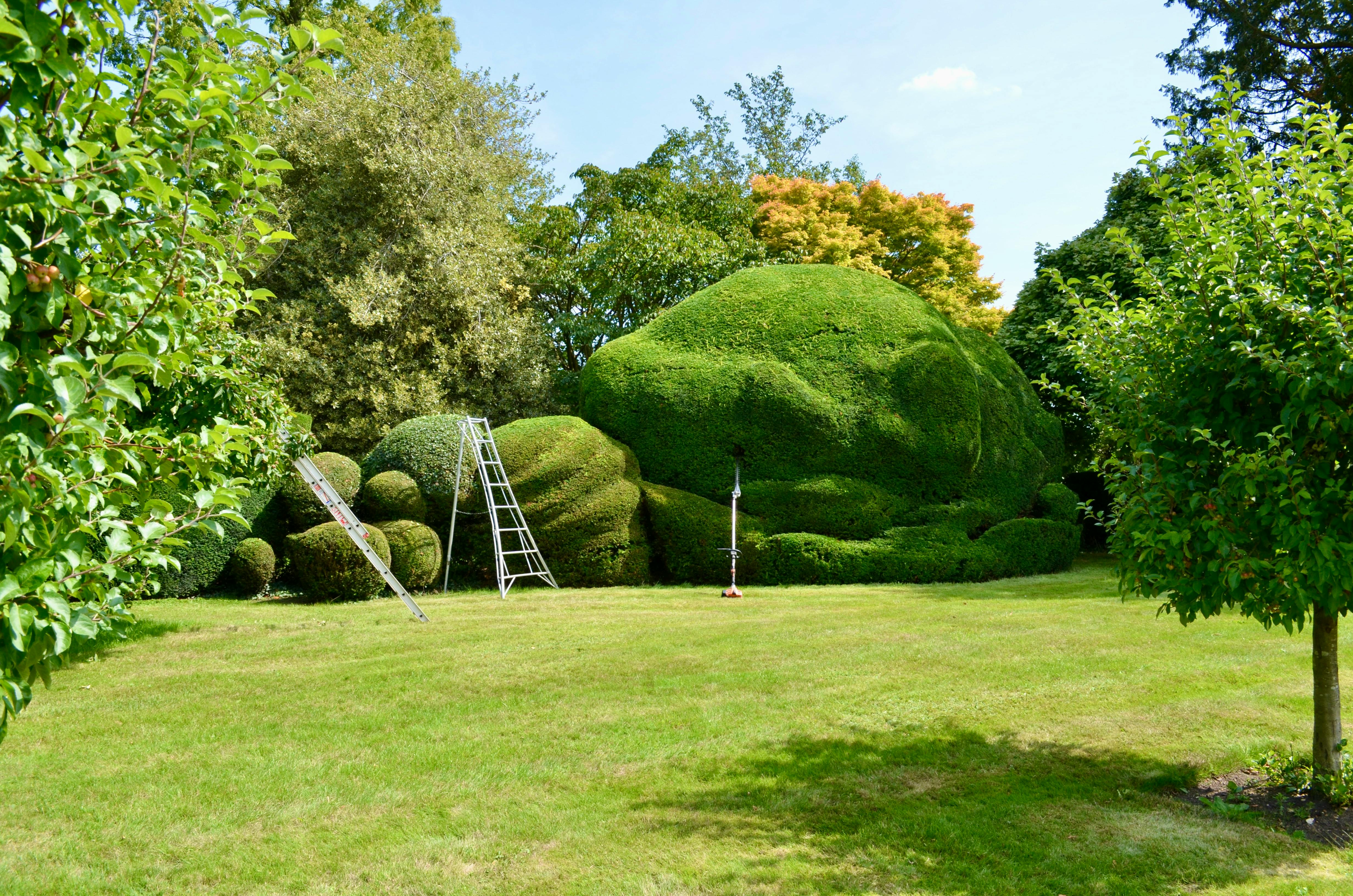 Arbustes taillés entretien jardin Saint-Just-Saint-Rambert